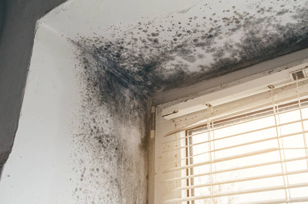 Trusted Black Mold Removal service in Windsor, PA - Cheap Mold Removal